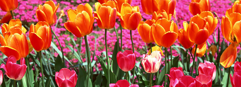 満開の桜と青空の写真