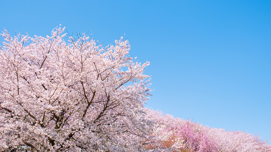 満開の桜と青空の写真